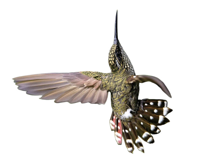 Peruvian Hummingbird Vinyl Car Decal Sticker – Waterproof & UV-Resistant 8"