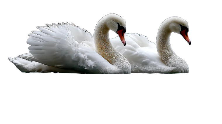Swans V2 Vinyl Car Decal Sticker – Waterproof & UV-Resistant 8"