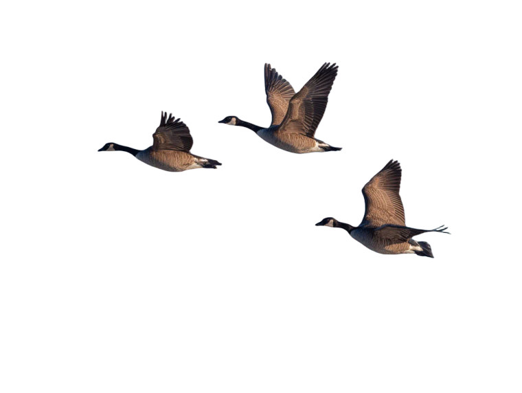 Canada Geese Flight Vinyl Car Decal Sticker – Waterproof & UV-Resistant 8"
