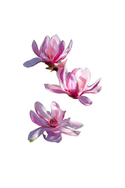 Magnolia Flowers Abstract Vinyl Car Decal Sticker – Waterproof & UV-Resistant 8"