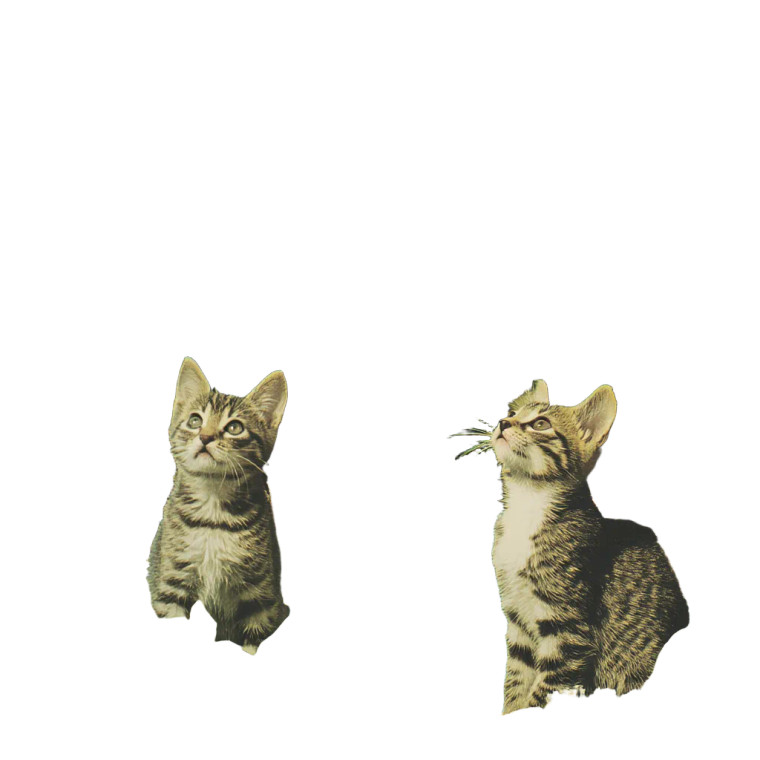 Magical Tropical Kittens Vinyl Car Decal Sticker – Waterproof & UV-Resistant 8"