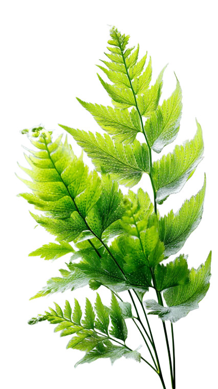 Unfolding Fern Fronds Vinyl Car Decal Sticker – Waterproof & UV-Resistant 8"