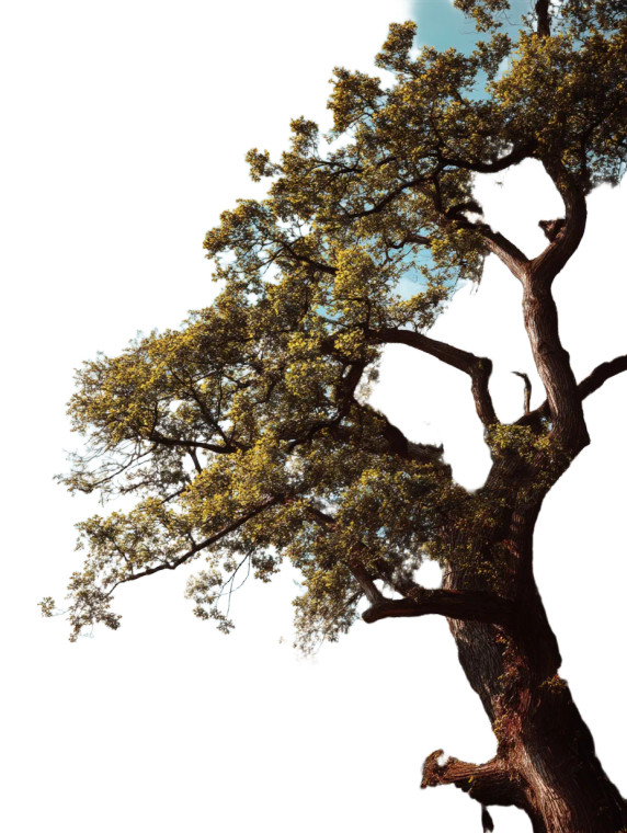 Lush Tree Vinyl Car Decal Sticker – Waterproof & UV-Resistant 8"