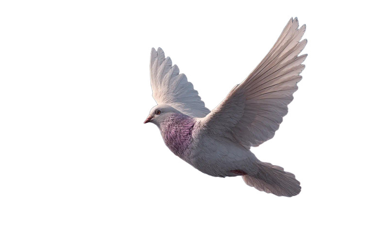 Majestic Pigeon Flight Vinyl Car Decal Sticker – Waterproof & UV-Resistant 8"