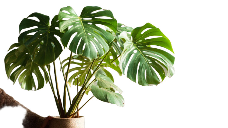 Monstera Deliciosa Vinyl Car Decal Sticker – Waterproof & UV-Resistant 8"