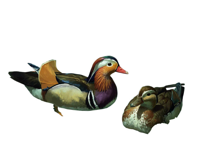Ducks In Pond V3 Vinyl Car Decal Sticker – Waterproof & UV-Resistant 8"