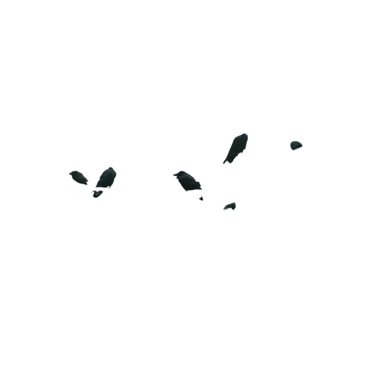 Black Ravens Perched Vinyl Car Decal Sticker – Waterproof & UV-Resistant 8"