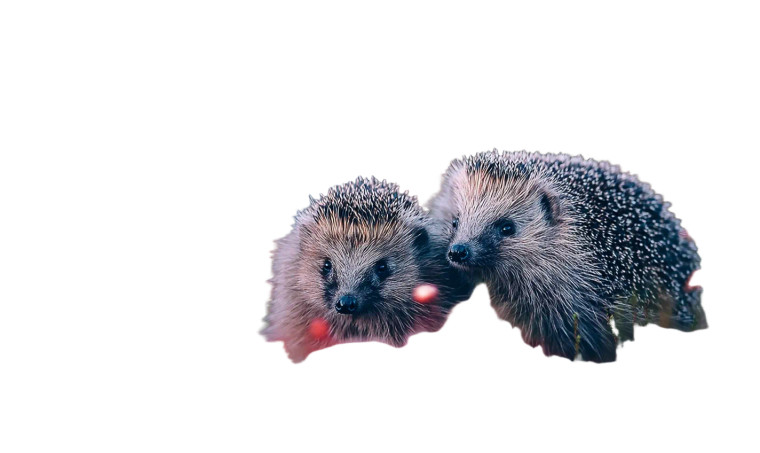 Cute Hedgehogs Nature V2 Vinyl Car Decal Sticker – Waterproof & UV-Resistant 8"