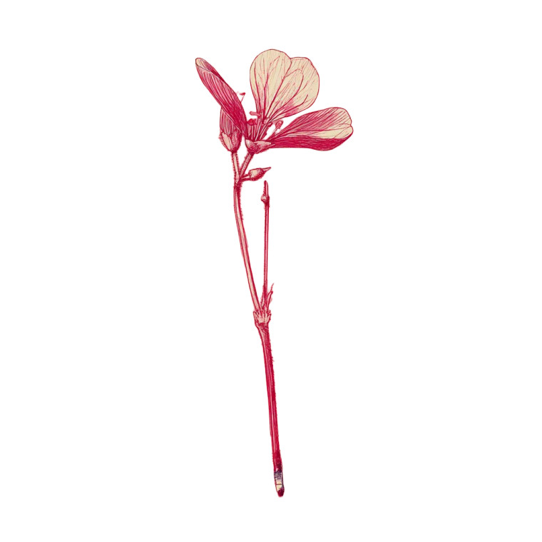 Primrose Flower Vinyl Car Decal Sticker – Waterproof & UV-Resistant 8"