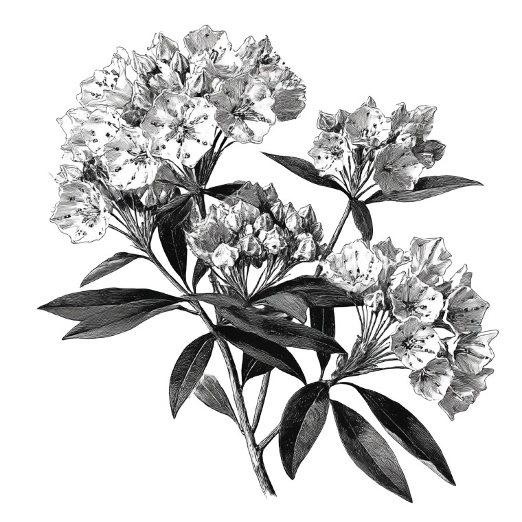 Mountain Laurel Blossom Vinyl Car Decal Sticker – Waterproof & UV-Resistant 8"