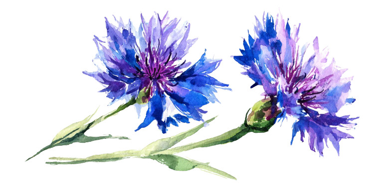Blue Cornflower Vinyl Car Decal Sticker – Waterproof & UV-Resistant 8"