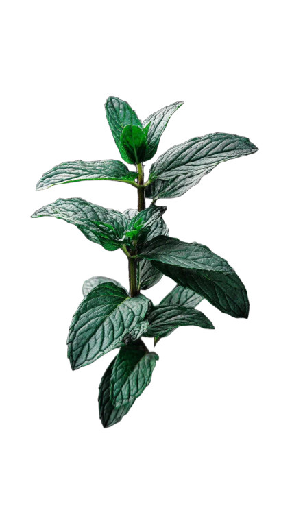 Peppermint Plant Vinyl Car Decal Sticker – Waterproof & UV-Resistant 8"