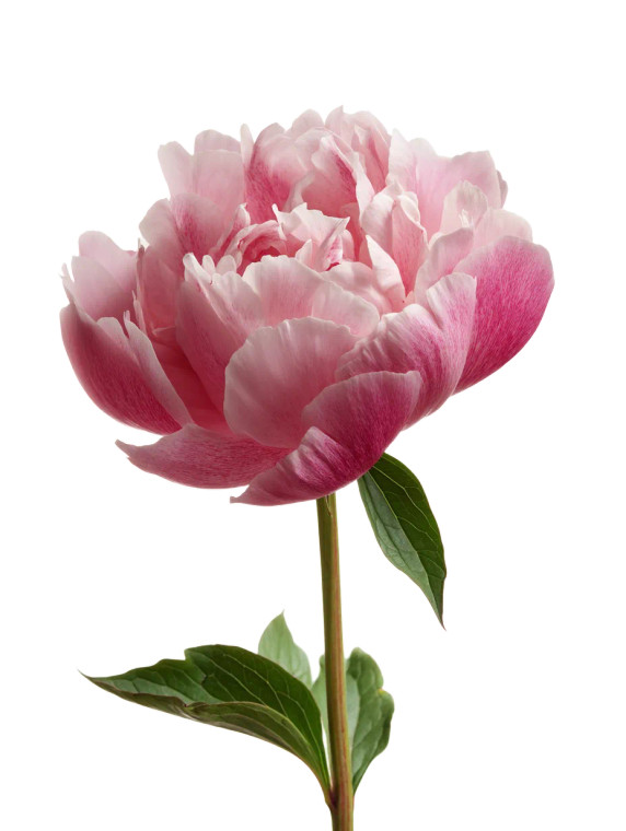 Pink Peony Flower Vinyl Car Decal Sticker – Waterproof & UV-Resistant 8"