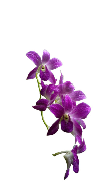 Vibrant Orchids Close-Up Vinyl Car Decal Sticker – Waterproof & UV-Resistant 8"