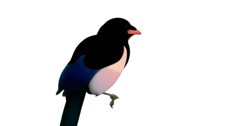 Magpie At Sunset Vinyl Car Decal Sticker – Waterproof & UV-Resistant 8"