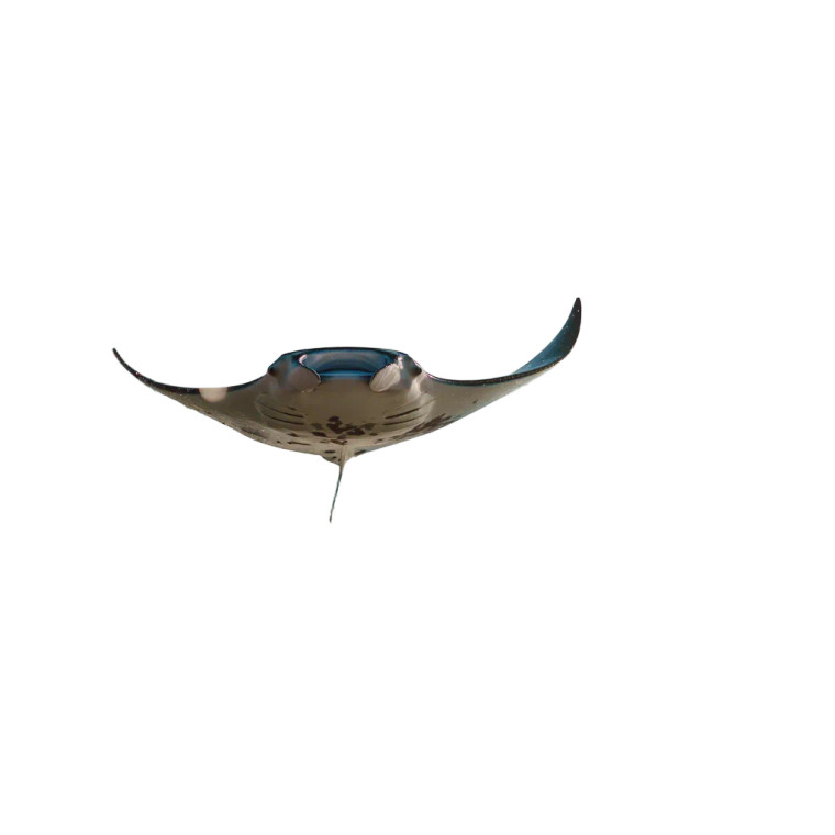 Manta Ray Leap Vinyl Car Decal Sticker – Waterproof & UV-Resistant 8"
