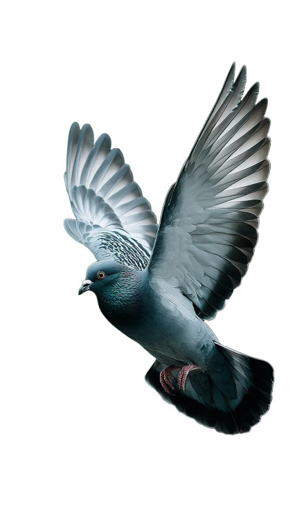 Flying Pigeons V2 Vinyl Car Decal Sticker – Waterproof & UV-Resistant 8"