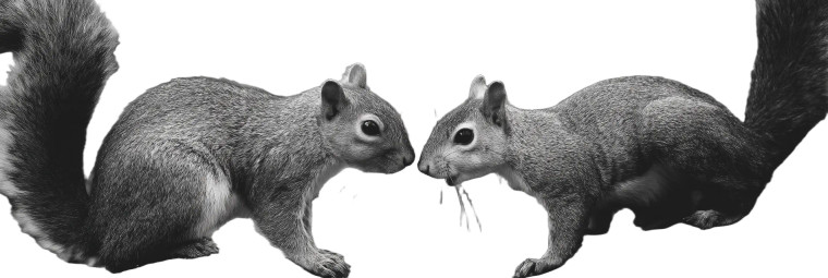 Playing Squirrels Vinyl Car Decal Sticker – Waterproof & UV-Resistant 8"