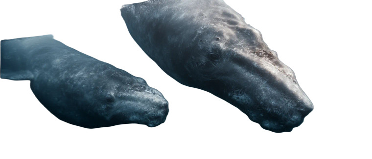 Bowhead Whale Pair Vinyl Car Decal Sticker – Waterproof & UV-Resistant 8"