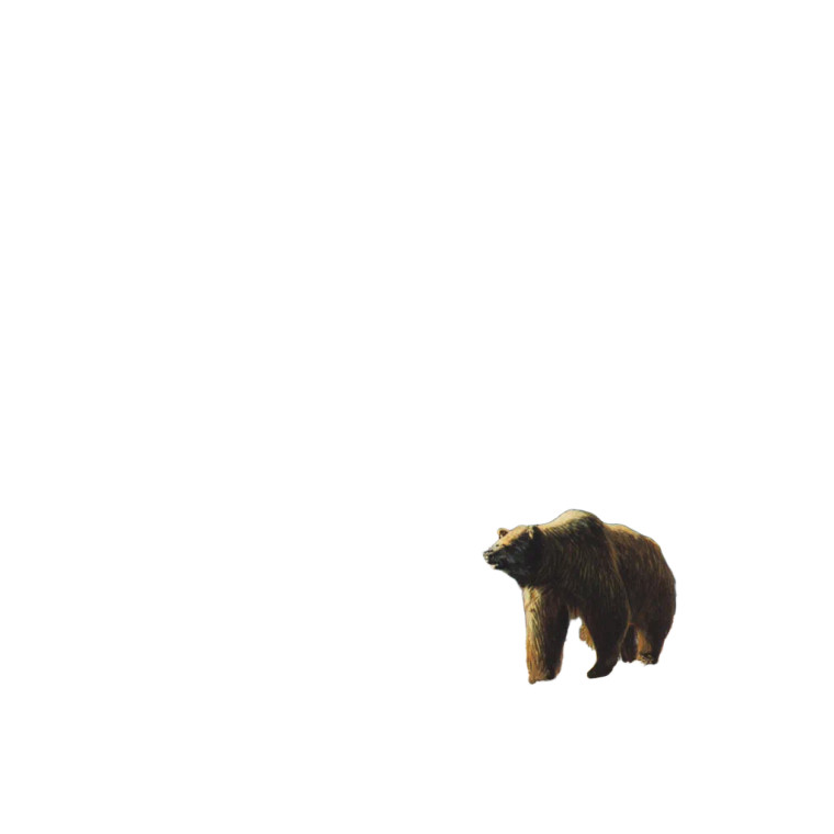 Ferocious Grizzly Bear Vinyl Car Decal Sticker – Waterproof & UV-Resistant 8"