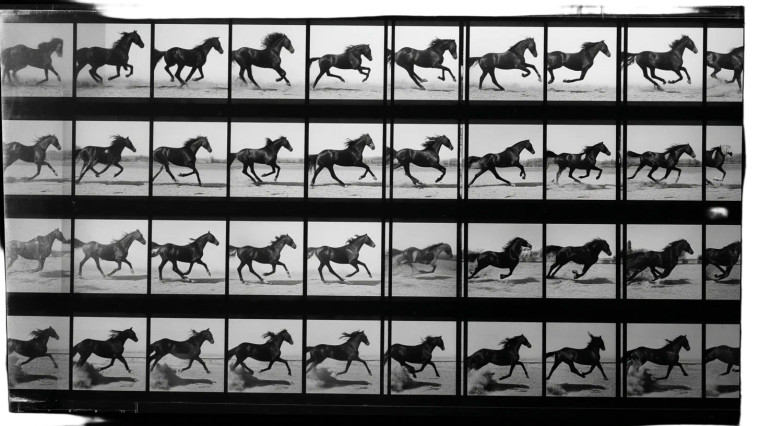 Galloping Horse Analysis Vinyl Car Decal Sticker – Waterproof & UV-Resistant 8"