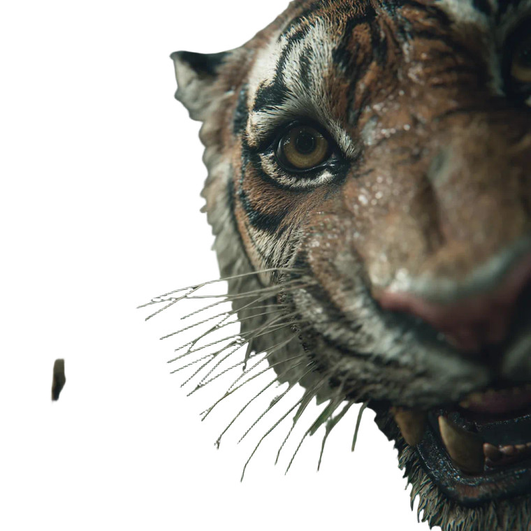 Tiger Encounter Vinyl Car Decal Sticker – Waterproof & UV-Resistant 8"