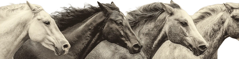 Jumping Horses Vinyl Car Decal Sticker – Waterproof & UV-Resistant 8"