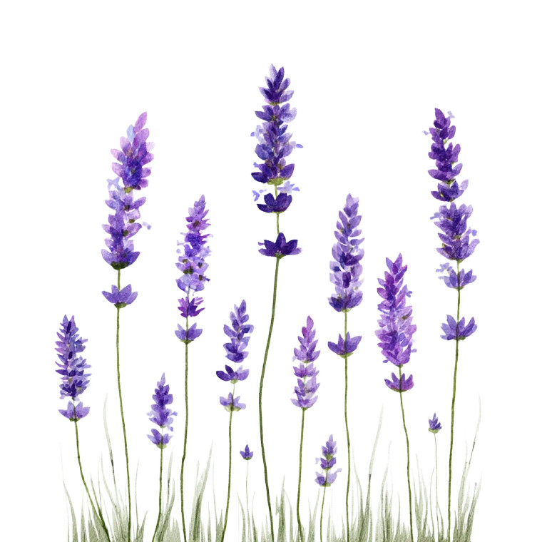Growing Lavender Vinyl Car Decal Sticker – Waterproof & UV-Resistant 8"