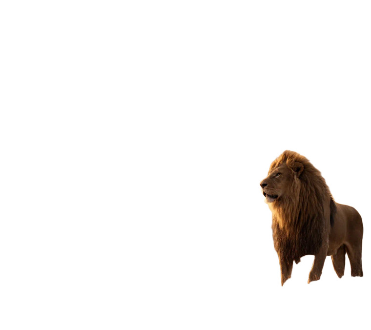 Roaring Savannah Lion Vinyl Car Decal Sticker – Waterproof & UV-Resistant 8"