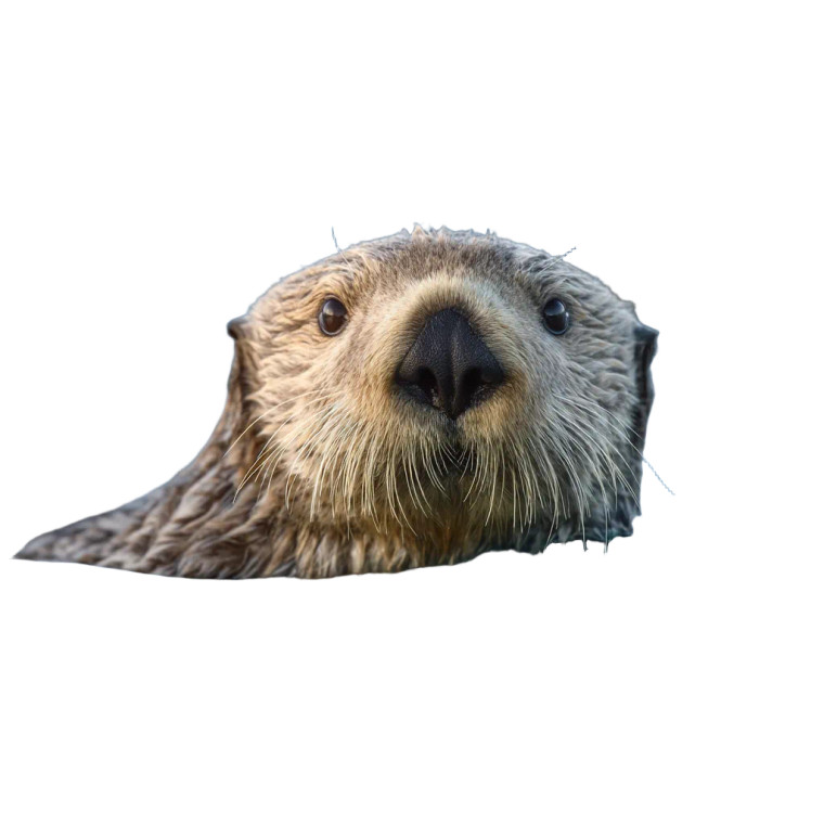 Sea Otter Vinyl Car Decal Sticker – Waterproof & UV-Resistant 8"