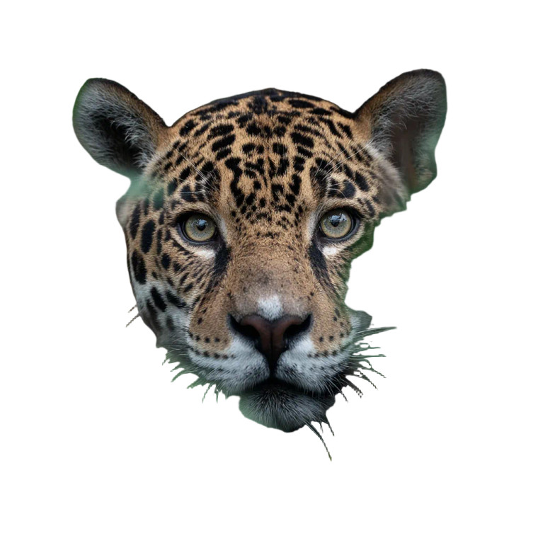 Hidden Jaguar Vinyl Car Decal Sticker – Waterproof & UV-Resistant 8"