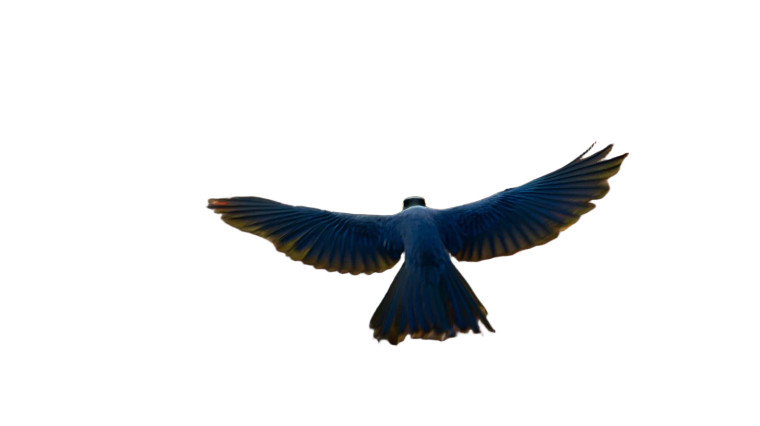 Fantastical Blue Lark Vinyl Car Decal Sticker – Waterproof & UV-Resistant 8"