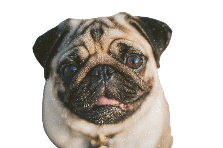 Pug On Film Vinyl Car Decal Sticker – Waterproof & UV-Resistant 8"