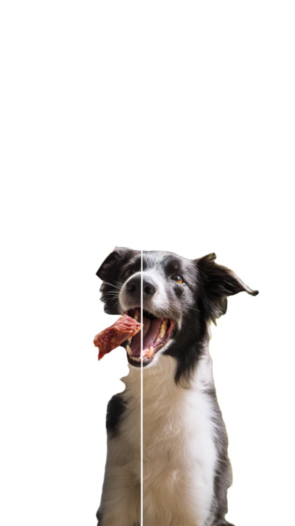 Dog Eats Meat Vinyl Car Decal Sticker – Waterproof & UV-Resistant 8"