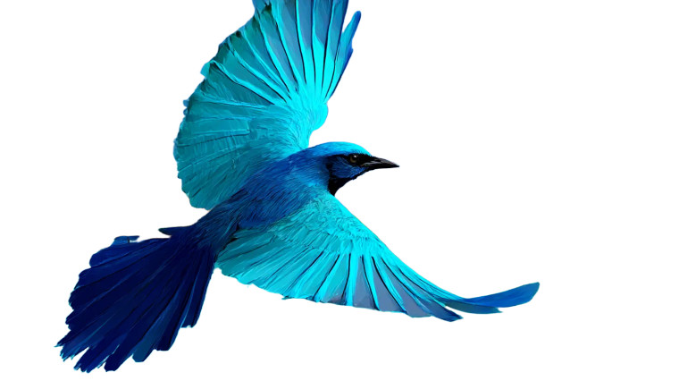 Blue Bird Flying V2 Vinyl Car Decal Sticker – Waterproof & UV-Resistant 8"