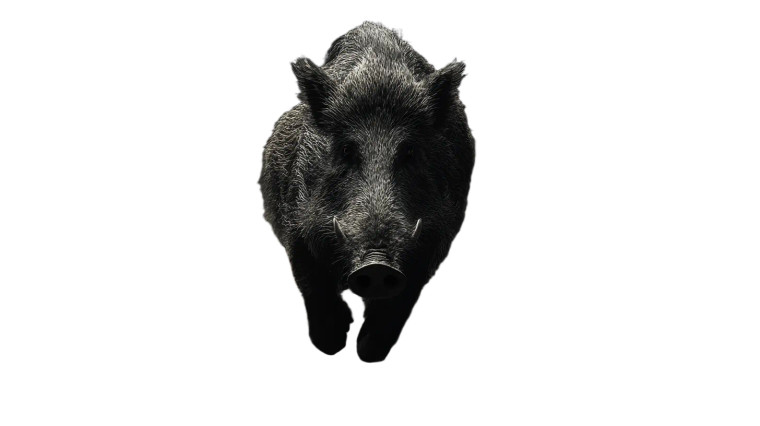 Charging Wild Boar Vinyl Car Decal Sticker – Waterproof & UV-Resistant 8"