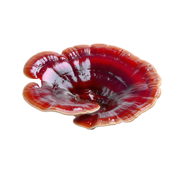 Reishi Mushroom Vinyl Car Decal Sticker – Waterproof & UV-Resistant 8" Reishi Mushroom Vinyl Car Decal Sticker – Waterproof & UV-Resistant 8"