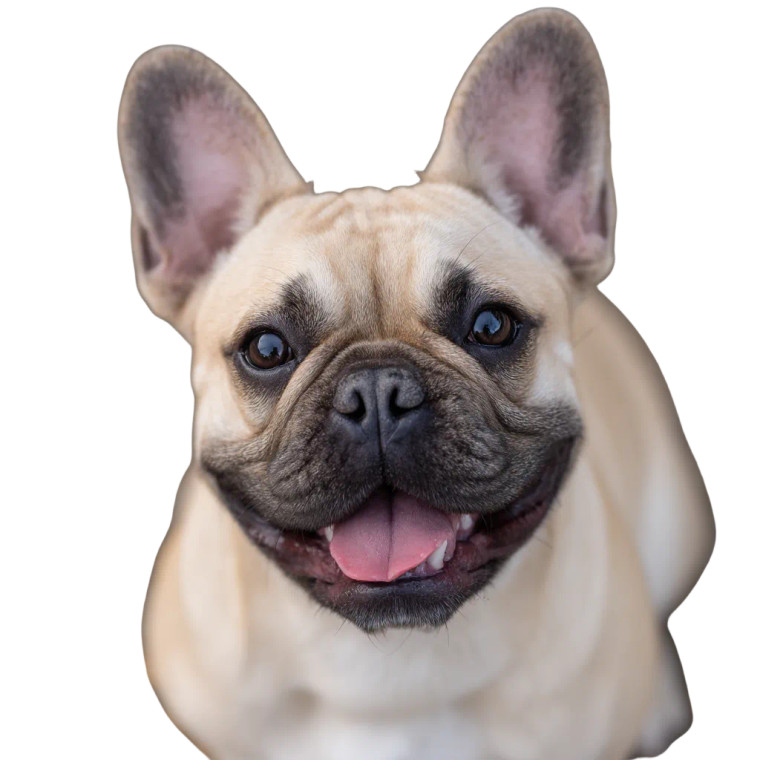 Cute French Bulldog Vinyl Car Decal Sticker – Waterproof & UV-Resistant 8"