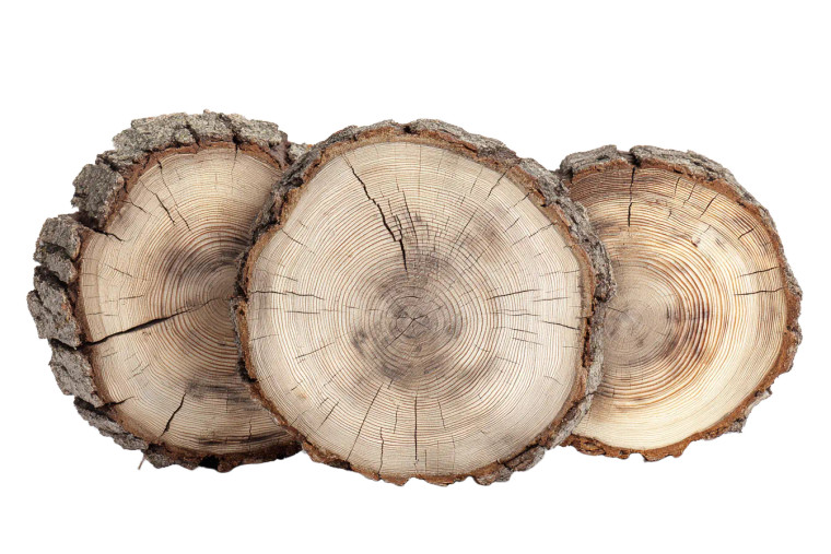 Tree Trunk Slices Vinyl Car Decal Sticker – Waterproof & UV-Resistant 8"