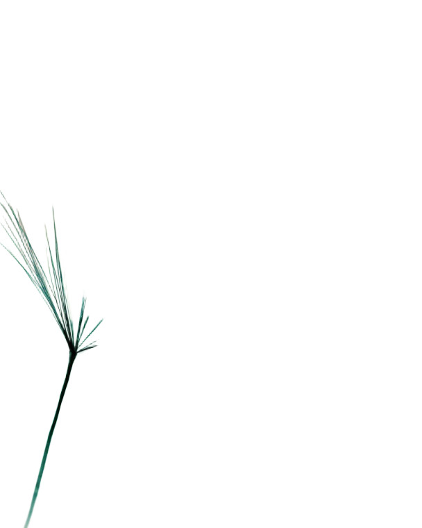 Dewdrop On Leaf Vinyl Car Decal Sticker – Waterproof & UV-Resistant 8"