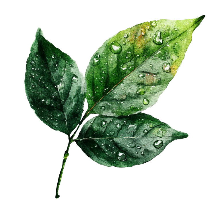 Green Leaf Droplets Vinyl Car Decal Sticker – Waterproof & UV-Resistant 8"