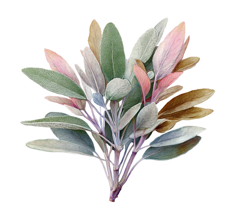 Watercolor Sage Plant Vinyl Car Decal Sticker – Waterproof & UV-Resistant 8"