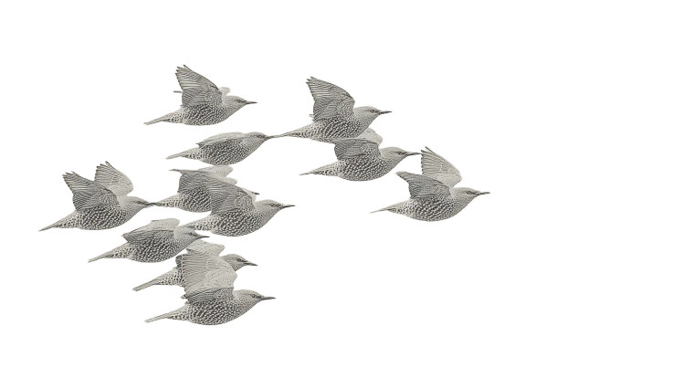 Flying Starlings Closeup Vinyl Car Decal Sticker – Waterproof & UV-Resistant 8"