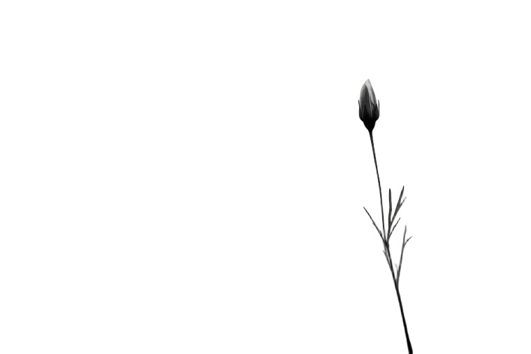 Closed Flower Bud Vinyl Car Decal Sticker – Waterproof & UV-Resistant 8"