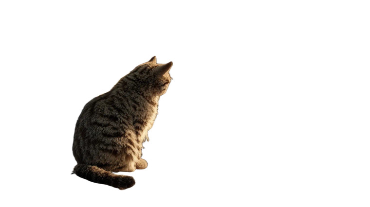 Typing Cat Scholar Vinyl Car Decal Sticker – Waterproof & UV-Resistant 8"