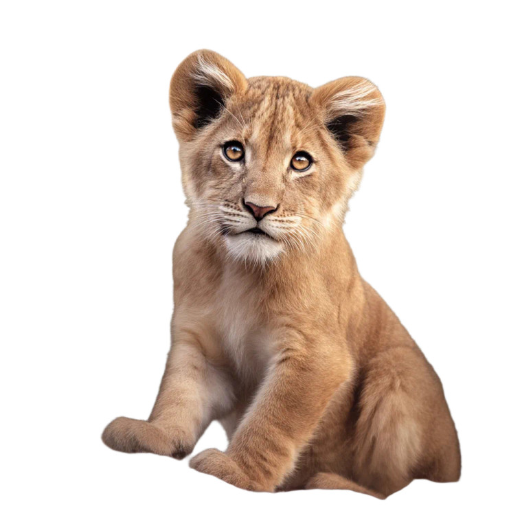 Cute Lion Cub Vinyl Car Decal Sticker – Waterproof & UV-Resistant 8"