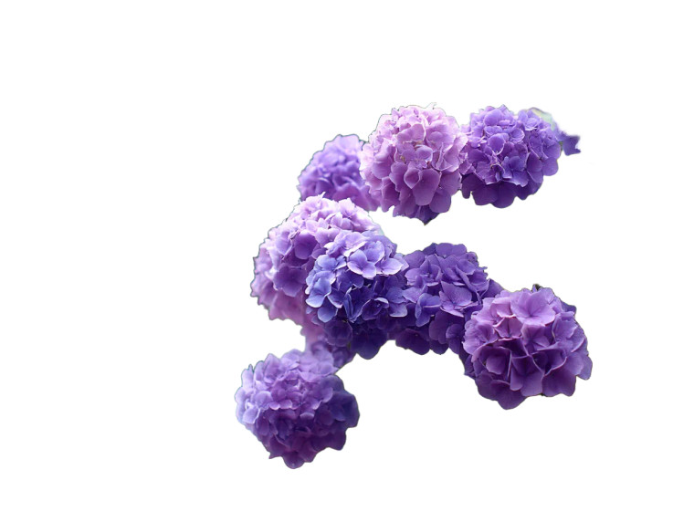 Hydrangeas Bloom Vinyl Car Decal Sticker – Waterproof & UV-Resistant 8"