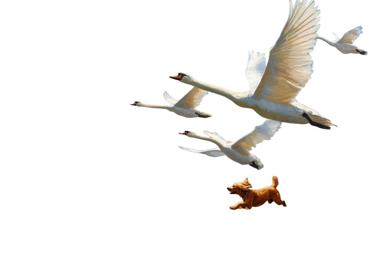 Elegant Swans Flying Vinyl Car Decal Sticker – Waterproof & UV-Resistant 8"