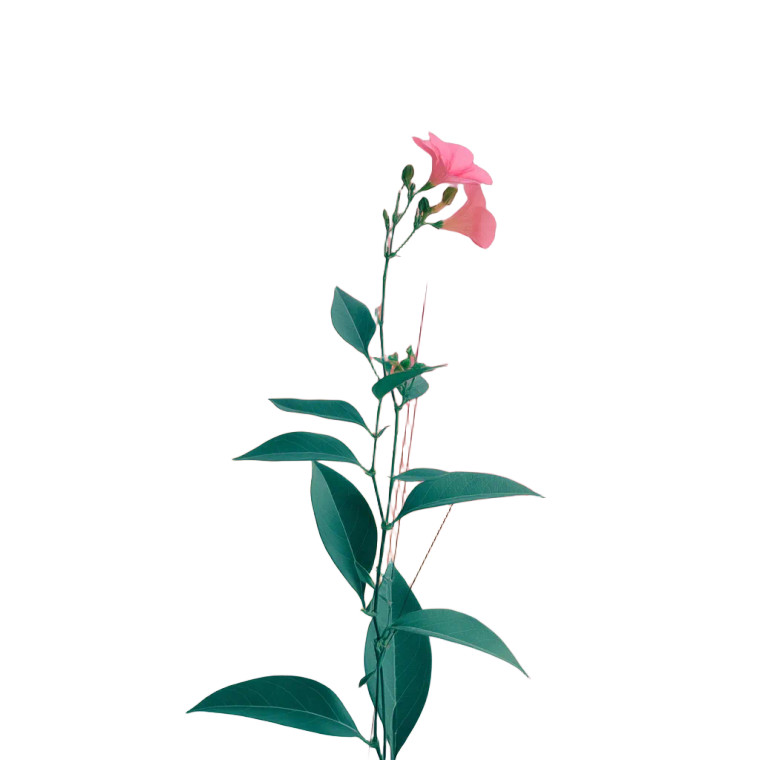 Pink Minimalist Plant Vinyl Car Decal Sticker – Waterproof & UV-Resistant 8"