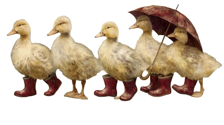 Fluffy Ducklings Parade Vinyl Car Decal Sticker – Waterproof & UV-Resistant 8"